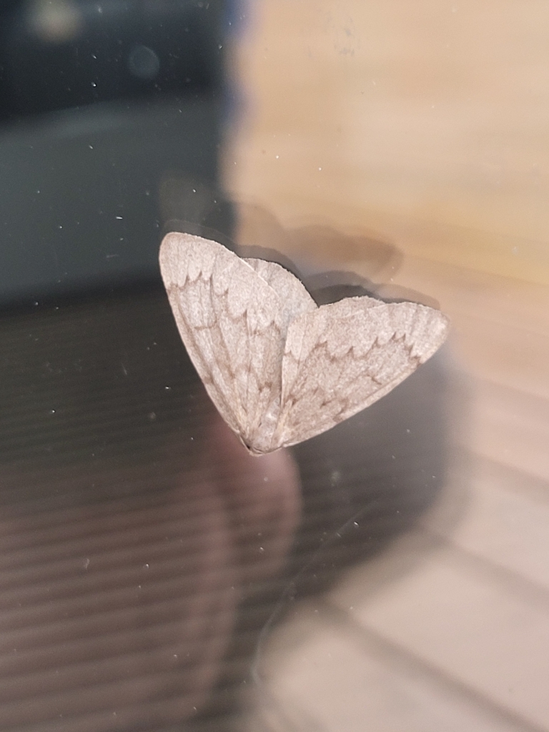 Boreal Pine Looper Moth