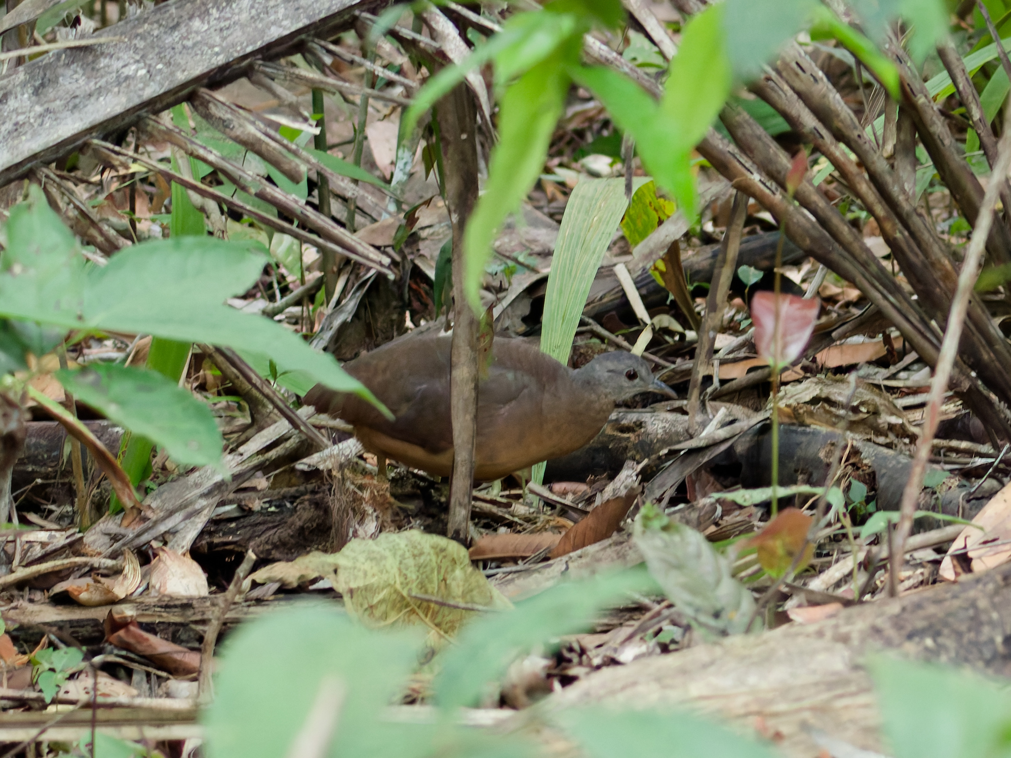 Little Tinamou (Crypturellus soui), photo 3