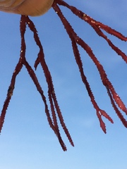 Rhodomelaceae
