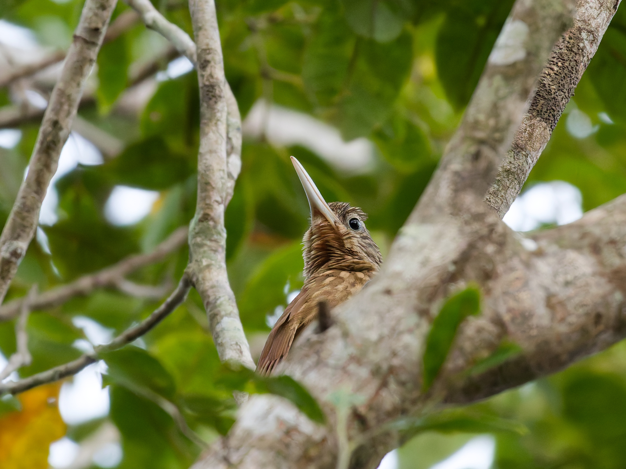 Buff-throated Woodcreeper (Xiphorhynchus guttatus), photo 10