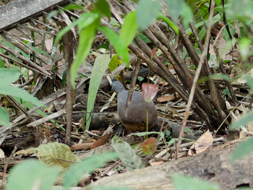 Little Tinamou (Crypturellus soui), photo 4