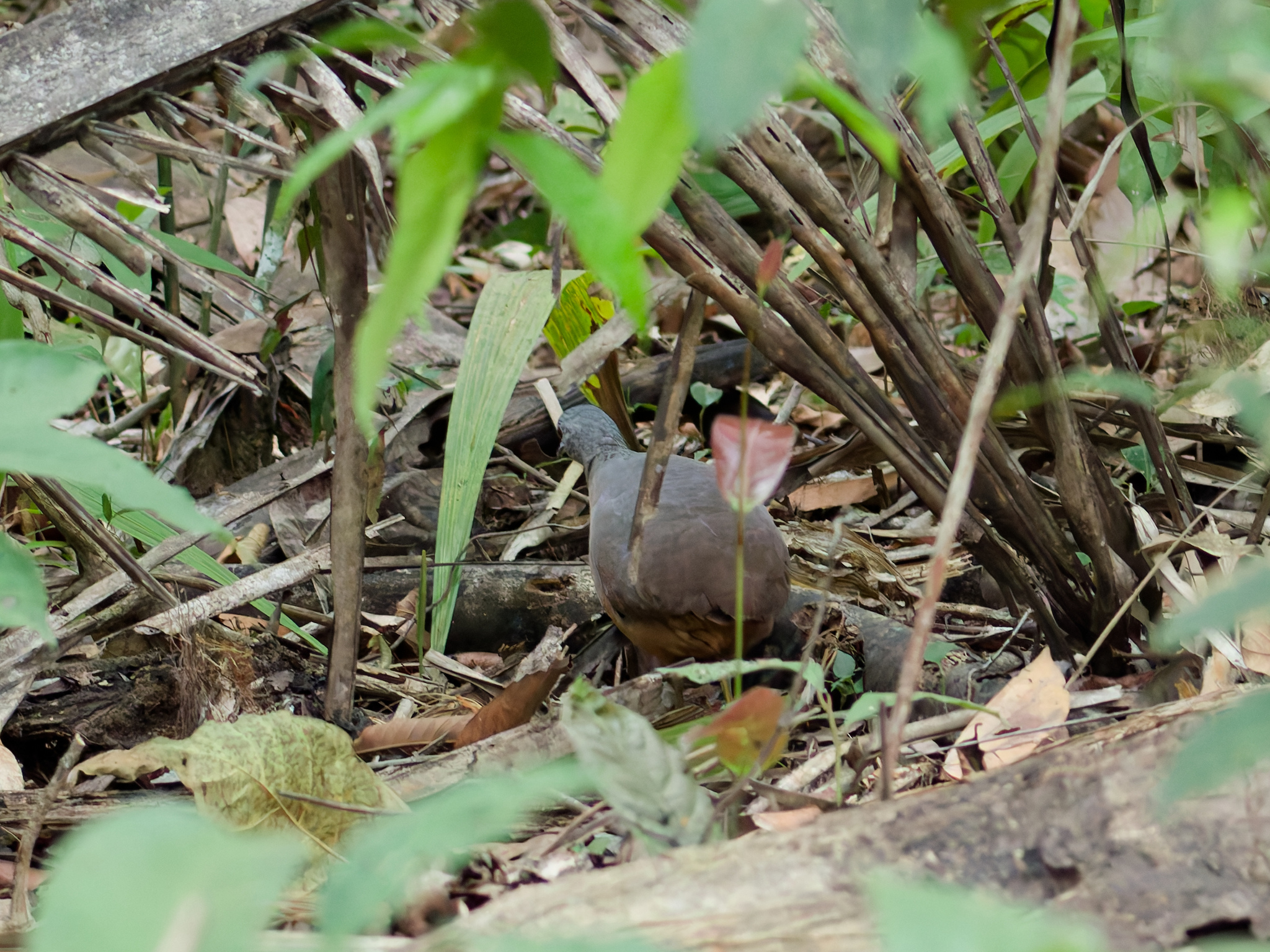 Little Tinamou (Crypturellus soui), photo 4