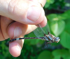 Progomphus lambertoi