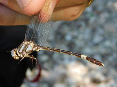 Progomphus lambertoi