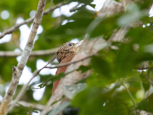 Buff-throated Woodcreeper (Xiphorhynchus guttatus), photo 8