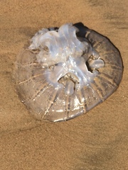 Rhizostomatidae