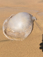 Rhizostomatidae