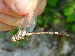 Progomphus lambertoi