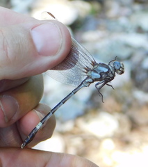 Progomphus lambertoi
