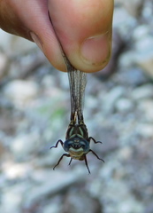 Progomphus lambertoi