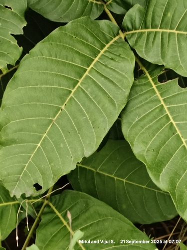 Neolamarckia cadamba