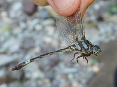 Progomphus lambertoi