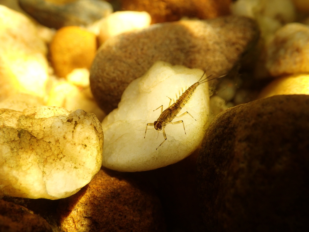 Baetis harrisoni