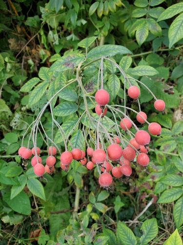 Himalayan musk rose (Rosa brunonii)