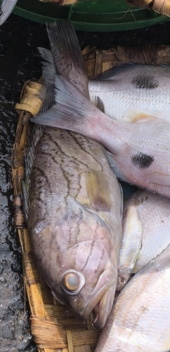 Oblique-banded grouper (Epinephelus radiatus) — Serranidae