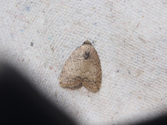 Anachrostis