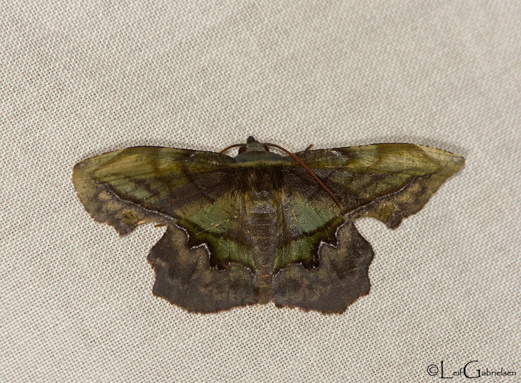 Fascellina arcipotens