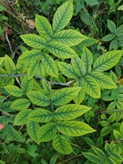 Rosa brunonii, photograph Jonathan Hughes, CC0, iNaturalist via GBIF