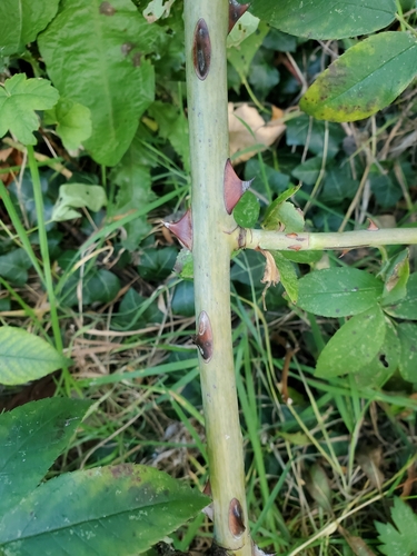 Rosa brunonii, photograph 2