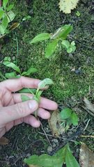 Pterostylis areolata