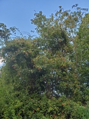 Rosa brunonii, photograph Jonathan Hughes, CC0, iNaturalist via GBIF