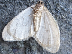 Operophtera brunnea