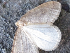 Operophtera brunnea
