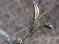 Weigela subsessilis