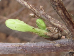 Weigela subsessilis