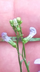 Lobelia dentata