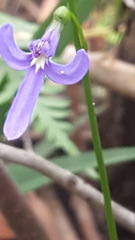 Lobelia dentata
