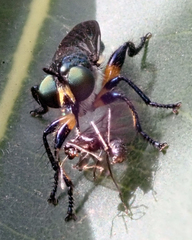 Laphria rufifemorata