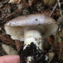Cortinarius lilacinocolossus