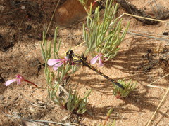Ceratogomphus triceraticus