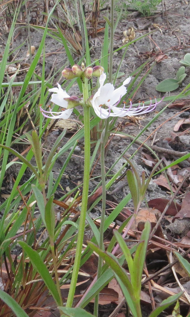 Ocimum decumbens