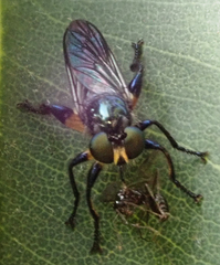 Laphria rufifemorata