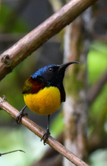 Aethopyga nipalensis