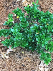 Magnoliopsida