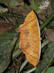 Thinopteryx crocoptera