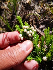 Erica triflora