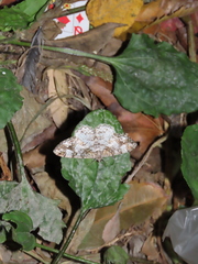 Alcis admissaria