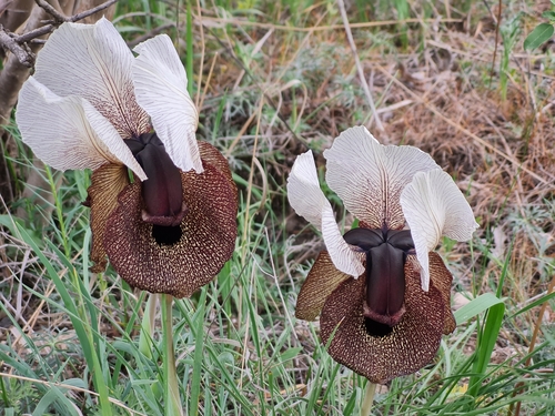 Iberian Flag (Iris iberica)