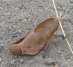 Lobosceliana loboscelis