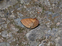 Bertula venata