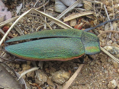 Steraspis