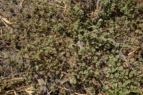 Euphorbia thymifolia image