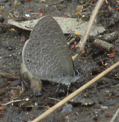 Pseudonacaduba sichela sichela