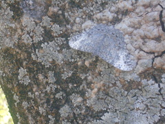 Hamadryas glauconome