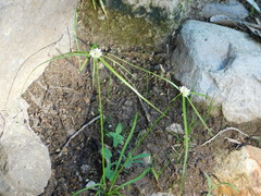 Cyperus tenerrimus