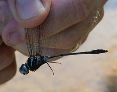 Brechmorhoga praecox